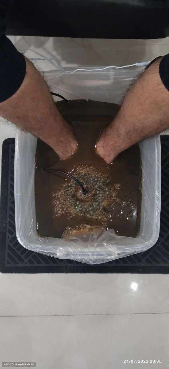 سم زدایی در باراد
